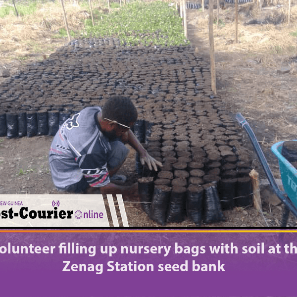 Bulolo DDA aims to distribute 1 million coffee seedlings by year’s end